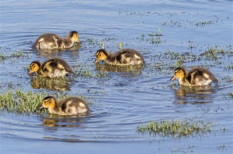 Cinnamon Teal Ducklings May Cinnamon Teal Duckl Flickr