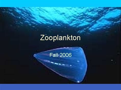 Zooplankton Fall 2006 Plankton Classification Plankton Holoplankton Meroplankton