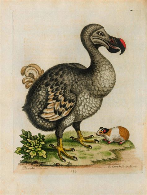 4 Vintage Dodo Bird Extinct Digital Art Print Download 1760 | Etsy