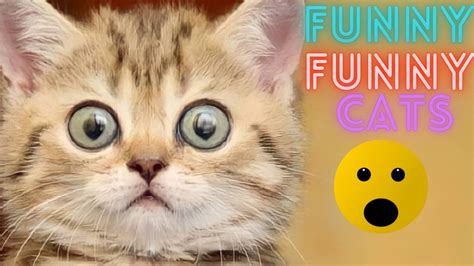 2 Hour Best Funny Cats Compilation 2023 😂 The Best Funny And Cute Cat