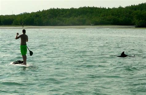 Gallery Indian River Lagoon And Swampland Boat Tours