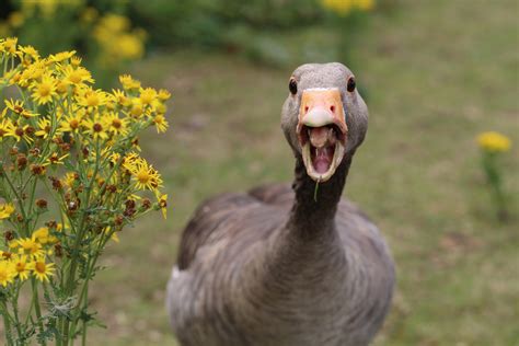 Angry Goose Teeth