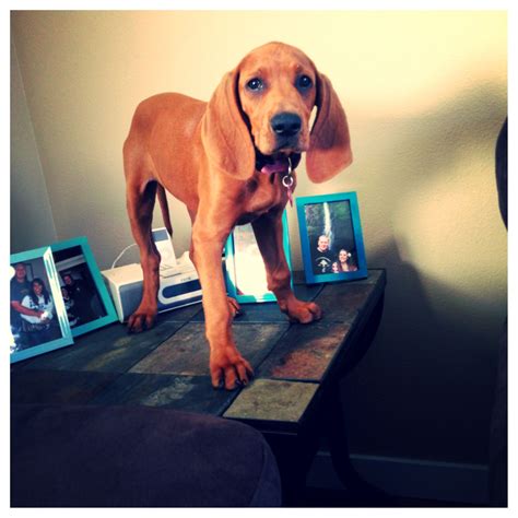 Redbone coonhound puppy Coonhound Puppy, Redbone Coonhound, Coon Dogs ...