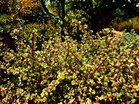 Rainbow Bush Spekboom Portulacaria Afra Variegata Succulent Shop