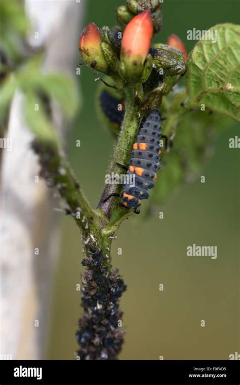 Seven Spot Ladybird Larva Coccinella Septempunctata Predator With