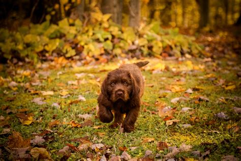 Pudelpointer pup 8 wks | Bird dogs, Dog list, Hunting dogs