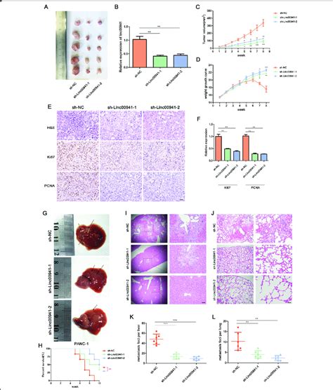 Suppression Of Linc Expression Inhibits Pc Cell Proliferation And