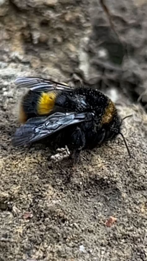 Bumblebee, Bee, Nature. Free Stock Video - Pixabay