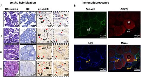 Frontiers Vitellogenin Receptor Vgr Mediates Oocyte Maturation And