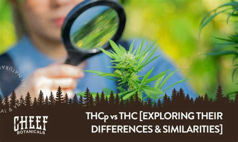 THCp Vs THC Find Out Which Cannabinoid Reigns Supreme