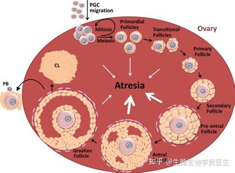 卵泡发生过程与能量代谢 知乎