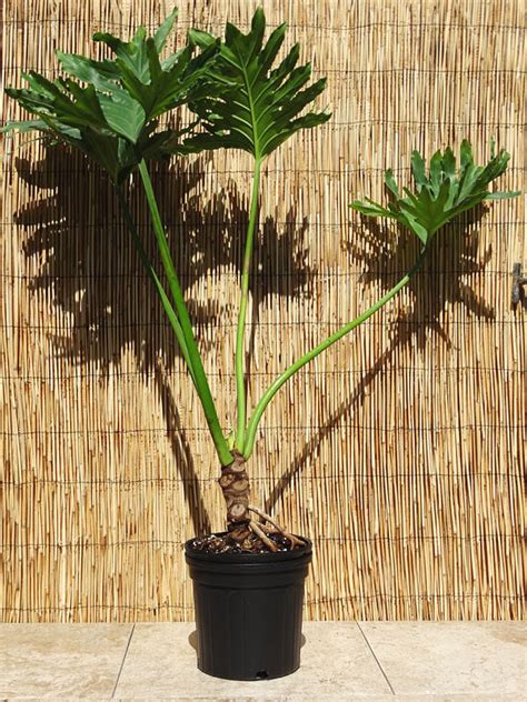 Xxl Philodendron Selloum Plant In 8” Pot Kens Philodendrons