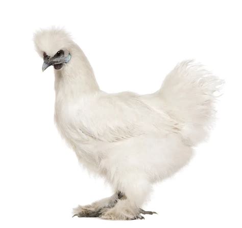 Silkie chicken Stock Photos, Royalty Free Silkie chicken Images ...