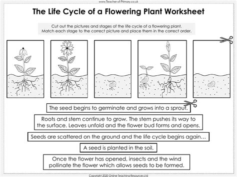 Stages Of Plant Growth Worksheet