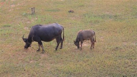 Cattle Male Female Bull Cow Adult Stock Footage Video (100% Royalty ...