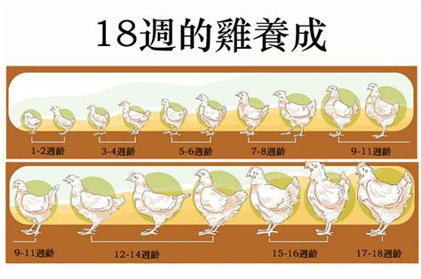 蛋雞的生長周期，蛋雞長至性成熟需要多長時間？ 台灣孵蛋器孵蛋機網絡商店