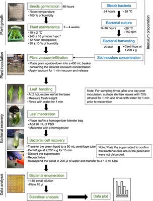 Frontiers A Simple Assay To Assess Salmonella Enterica Persistence In