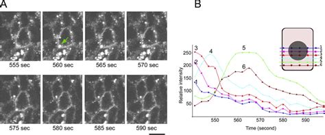 Live Cell Microscopy Of Naked2 Associated Vesicles In Polarized MDCK