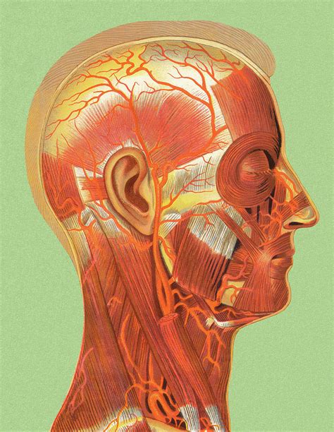 Human Head Muscle Anatomy Drawing By Csa Images