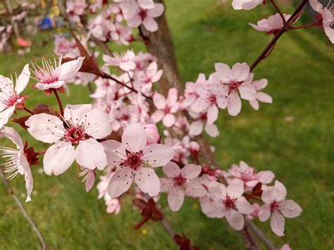 Arbre Fleur Bourgeon Le Photo Gratuite Sur Pixabay Pixabay