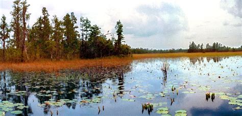 Okefenokee Swamp Camping : Southern U.S.A Culture, History & Travel