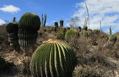 Día Nacional de las Cactáceas Comisión Nacional de Áreas Naturales