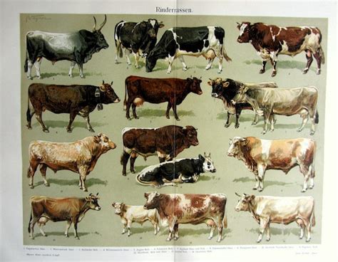 1904 Antique Cattle Breeds Color Lithograph Original Vintage Print Of