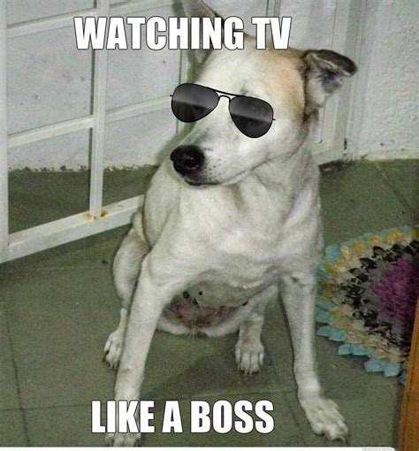 Like A Boss Meme Discover more interesting Boss, Dog, Glass, Like A Boss memes. https://www ...