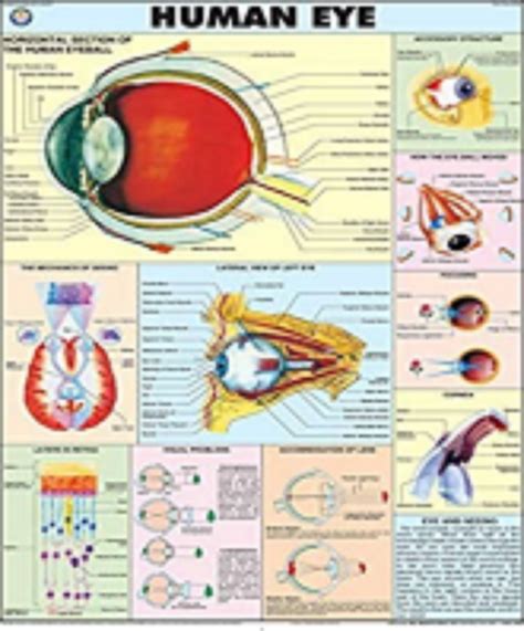 Chart - Eye