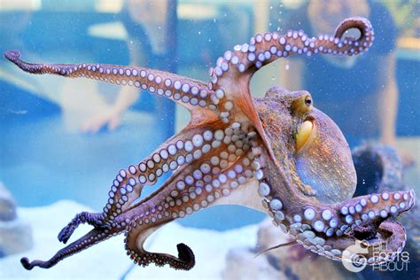 Interesting Facts About Octopuses All Facts About