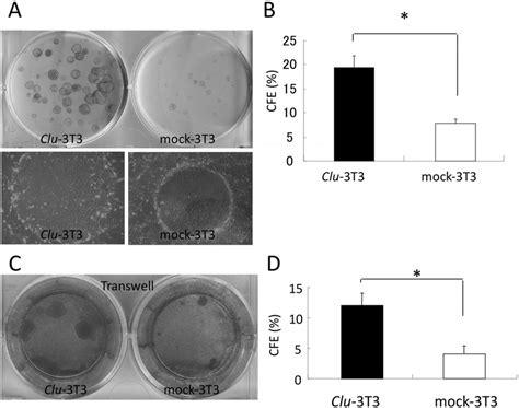 Effect of Clu-3T3 cells on TKE2 colony formation. (A) Murine corneal ...