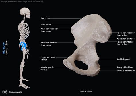 Iliac Tubercle Surface Anatomy