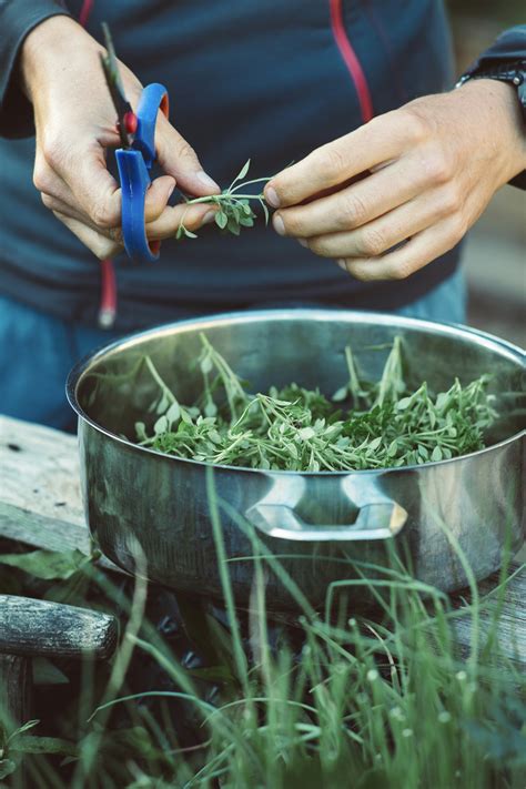 How to Start a Raised Bed Herb Garden — Meadowlark Journal