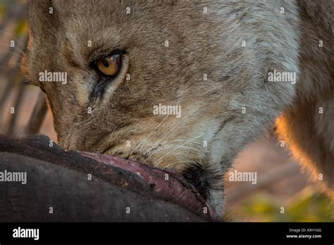 Eating Lioness in the Kruger National Park, South Africa Stock Photo ...