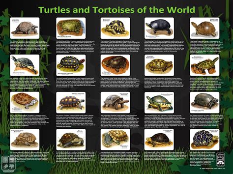 5 Important Things To Consider In Tortoise Pet Care Tortoises