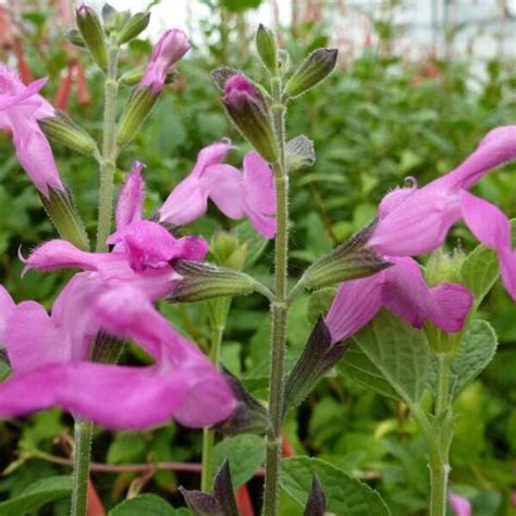 Roze Schoonheid Salvia Microphylla Pink Beauty