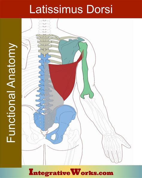 Latissimus Dorsi- Functional Anatomy - Integrative Works