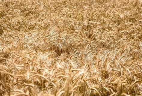 Wheat field 1342218 Stock Photo at Vecteezy