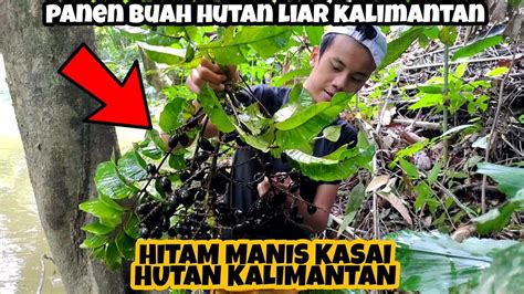 PANEN BUAH KASAI LIAR DI TEPI SUNGAI MATOA HITAM MANIS KALIMANTAN