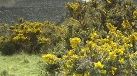 68 Gorse Hill Stock Videos Footage And 4k Video Clips Getty Images