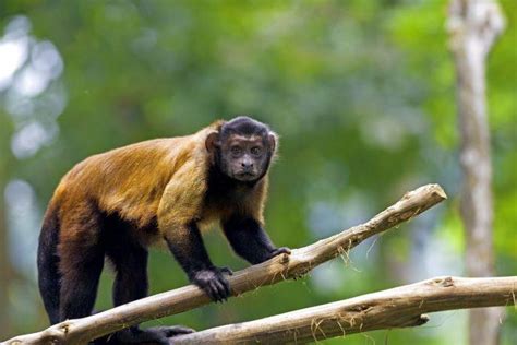 Monkeys Of The Amazon Rainforest | SA Vacations