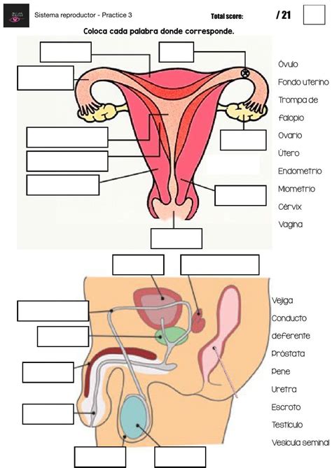 Sistema Reproductor Practice 3 Worksheet Medical School Stuff