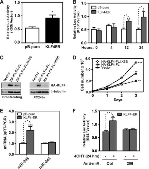 Klf Promotes Tce Reporter Activity And Mir Expression In