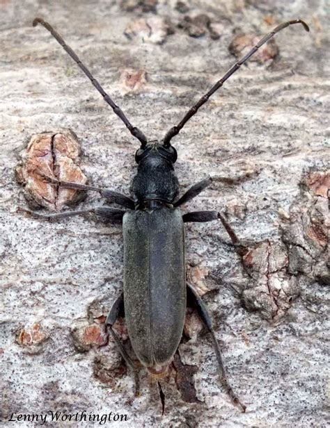 Margites Grisescens Pic Female Mm Cerambycidae Flickr