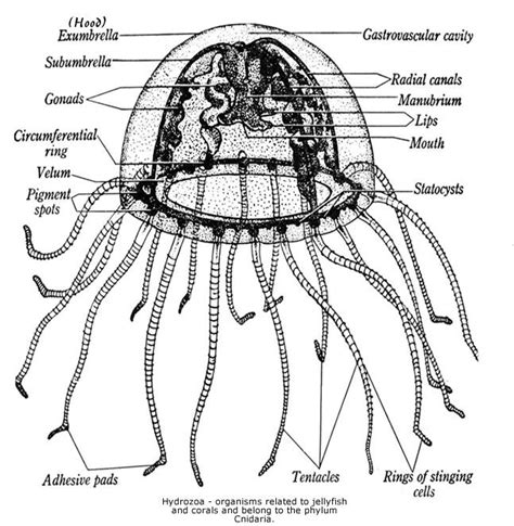 Jellyfish Anatomy in 2023 | Marine biology, Jellyfish, Eye anatomy diagram