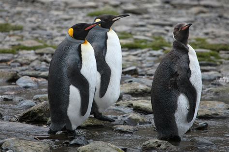 Free stock photo of falkland islands, penguin, rockhopper penguin