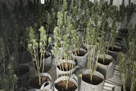 Nearly 200 Cannabis Plants Found After Police Raid Doncaster Drugs Den