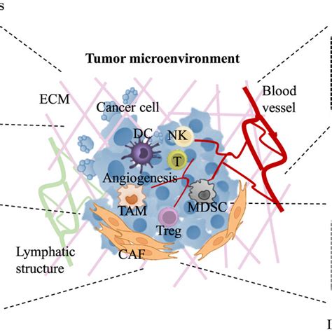 Schematics Of The Tumor Microenvironment Tme Highlighting Crucial