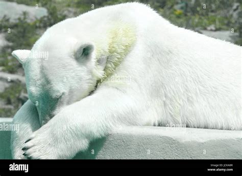 Polar ice caps animals hi-res stock photography and images - Alamy