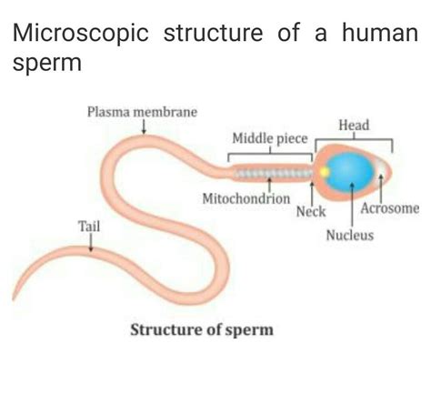 Draw A Well Labelled Diagram Of Human Sperm